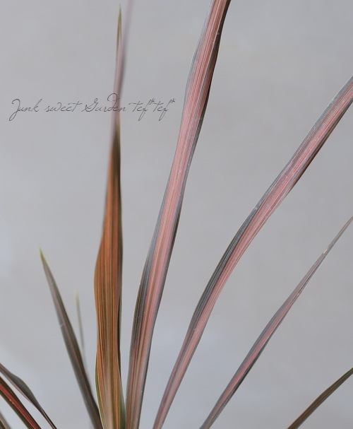 コルジリネ 『コーヒークラシック』 | すべての商品 | | Junk sweet