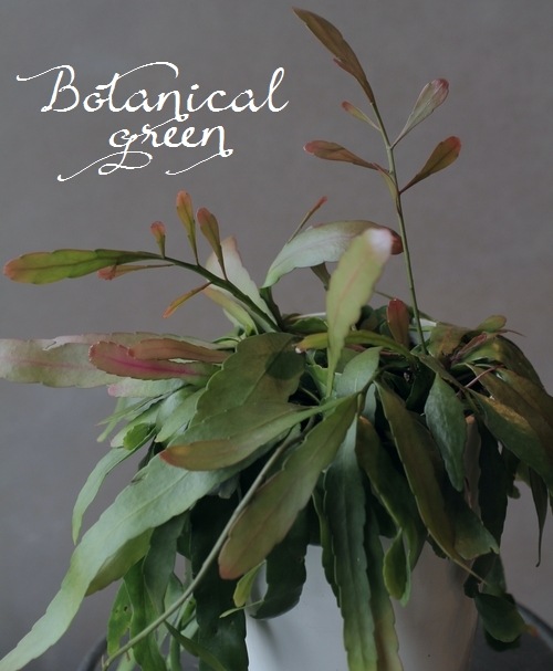 �ץ����ɥ�ץ��ꥹ�������������إ�åɥ�������