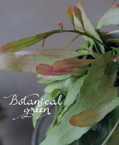 �ץ����ɥ�ץ��ꥹ�������������إ�åɥ�������