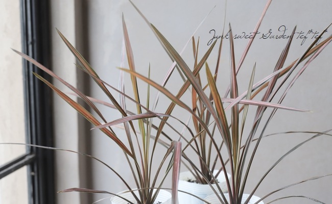 コルジリネ 『コーヒークラシック』 | すべての商品 | | Junk sweet