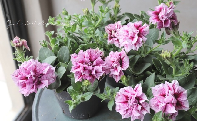 ペチュニア VIVA 『ピンクベイン』 | すべての商品 | | Junk sweet