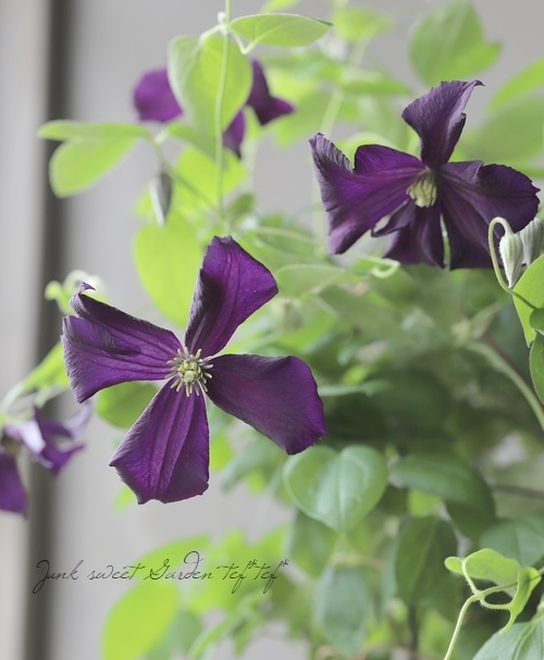 クレマチス・ジャックマニー系 『ロマンティカ』 | すべての商品