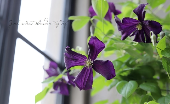 クレマチス様 クレマチス専門ナーセリー 及川フラグリーン ラプソディー