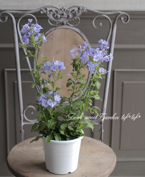 プルンバーゴ』 『ルリマツリ』 【ブルー】 | すべての商品 | | Junk