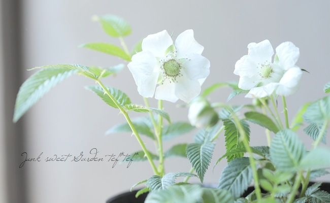 果樹】 『薔薇苺 -バライチゴ-』 （ミヤマイチゴ） | すべての商品