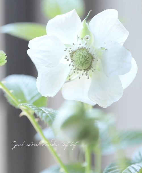 果樹】 『薔薇苺 -バライチゴ-』 （ミヤマイチゴ） | すべての商品