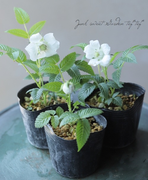 果樹】 『薔薇苺 -バライチゴ-』 （ミヤマイチゴ） | すべての商品