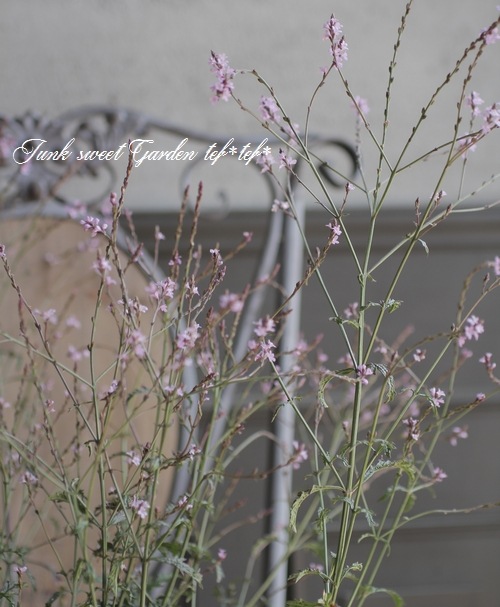 宿根 銅葉バーベナ バンプトン すべての商品 Junk Sweet Garden Tef Tef