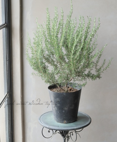 �ڥϡ��֡� Ω���������ޥ꡼���إޥ���ꥫ�ԥ󥯡� �ԥ󥯲�