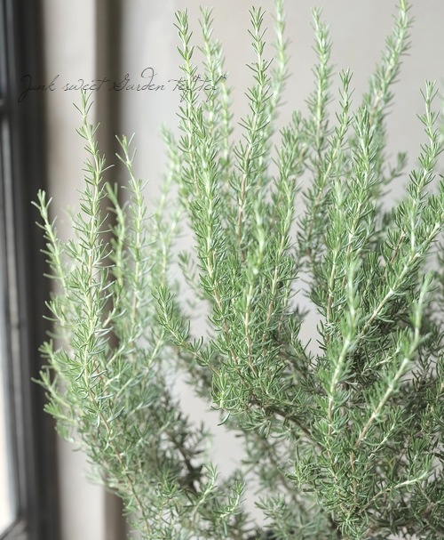 �ڥϡ��֡� Ω���������ޥ꡼���إޥ���ꥫ�ԥ󥯡� �ԥ󥯲�