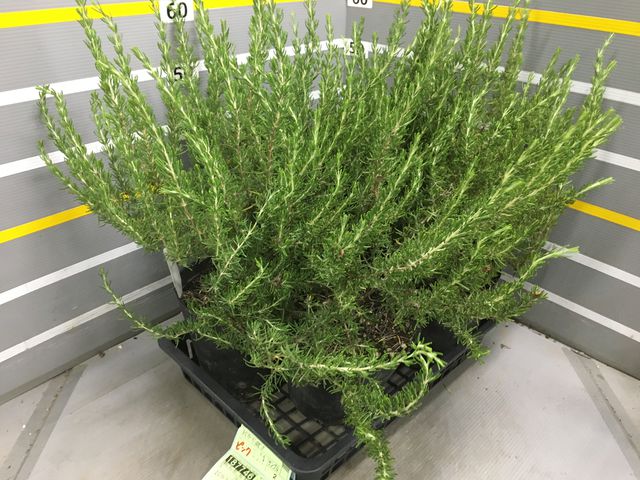 �ڥϡ��֡� Ω���������ޥ꡼���إޥ���ꥫ�ԥ󥯡� �ԥ󥯲�