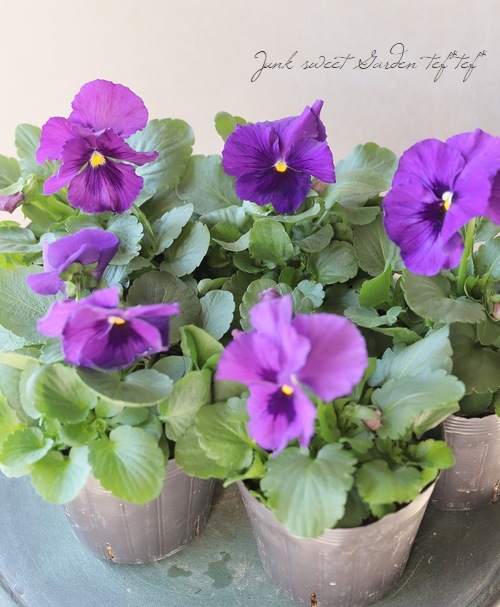 ���ѥ󥸡������ꥢ��٥���� ���Ѥ��餭�ѡ��ץ��