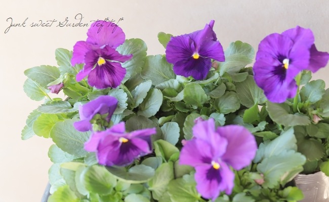 ◇パンジー・クリアラベンダー 『変わり咲きパープル』 | すべての商品