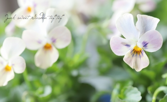 ゲブラさんのオリジナルビオラ チュニチュニシリーズ『ステラブルー