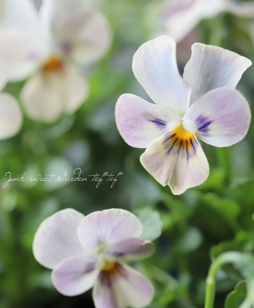 ゲブラさんのオリジナルビオラ チュニチュニシリーズ『ステラブルー