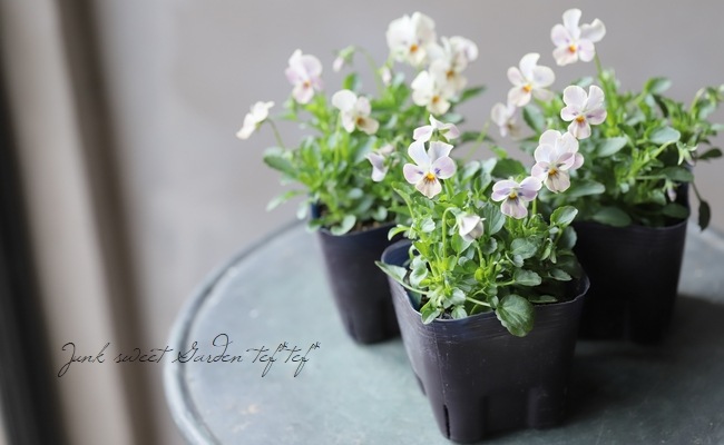 ゲブラさんのオリジナルビオラ チュニチュニシリーズ『ステラブルー