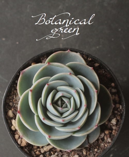 多肉植物】 『 -七福神- 』 エケベリア属 | すべての商品 | | Junk