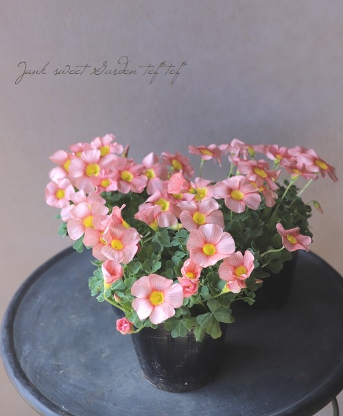 オキザリス コモサ サーモンピンク すべての商品 Junk Sweet Garden Tef Tef