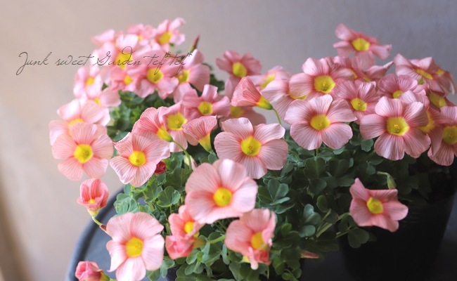 オキザリス コモサ サーモンピンク すべての商品 Junk Sweet Garden Tef Tef
