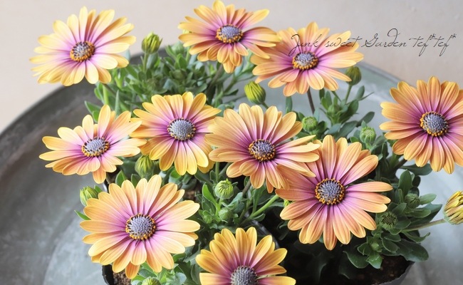 オステオスペルマム 『ピンクアイビューティー』 | すべての商品