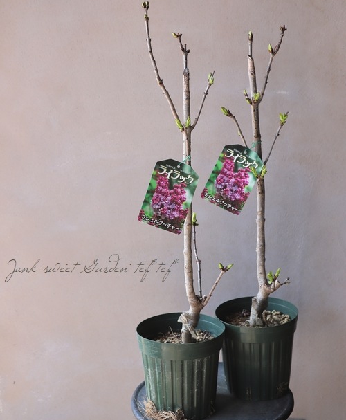 八重咲きライラック 『ミシェルブッチャー』 | すべての商品 | | Junk