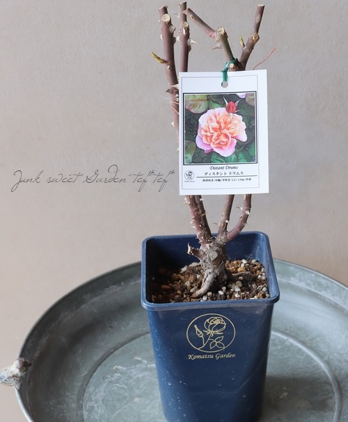 アンティークタッチバラ苗FL 『ディスタントドラムス』 接ぎ木苗