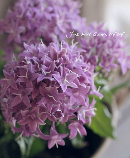 �ڥ󥿥����إ��ꥦ���� �إ����