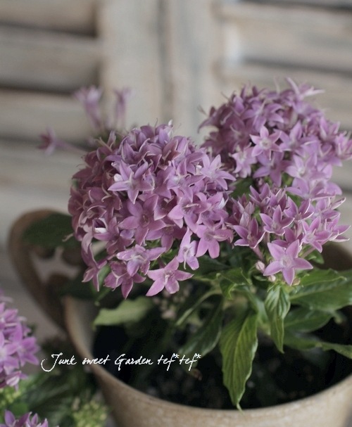 �ڥ󥿥����إ��ꥦ���� �إ����