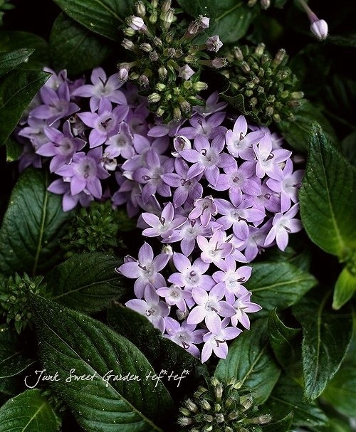 �ڥ󥿥����إ��ꥦ���� �إ����