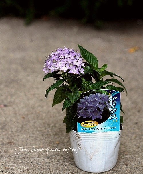 �ڥ󥿥����إ��ꥦ���� �إ����