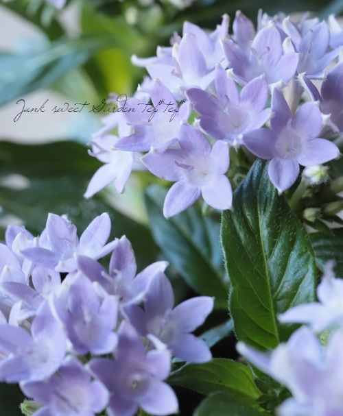 �ڥ󥿥����إ��ꥦ���� �إ����