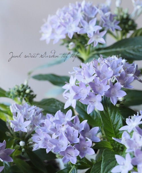 �ڥ󥿥����إ��ꥦ���� �إ����