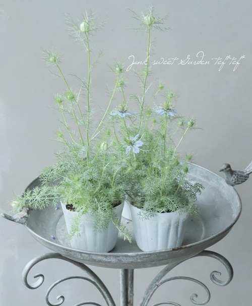 ニゲラ・パピロサ 『ミスジーキル』 スカイブルー | すべての商品