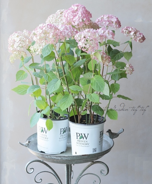 紫陽花 『ピンクのアナベル・ジャンボ』 | Flower Species,アジサイ