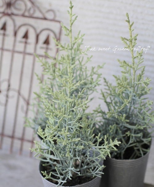 ���˥ե��������ץ�å��������꥾�˥����إ���ե쥢��