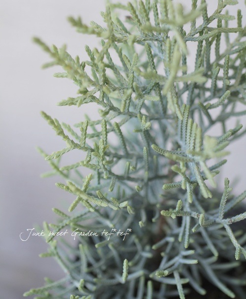 サルフレア 苗 大型140cm❗綺麗な クリームイエロー コニファー ヒノキの香 サルフレア 苗 大型140cm❗綺麗な クリームイエロー コニファー