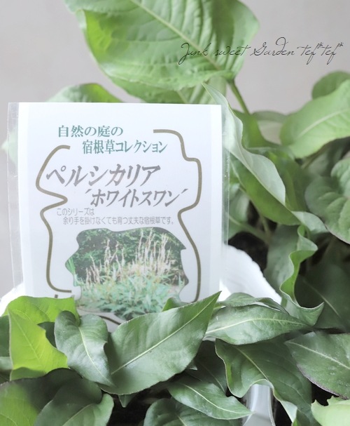 �ڥ륷���ꥢ���إۥ磻�ȥ�����