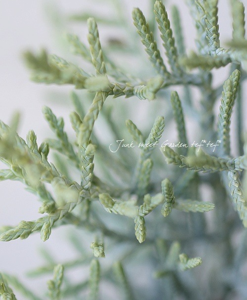 ���˥ե��������ץ�å��������꥾�˥����إ���ե쥢��