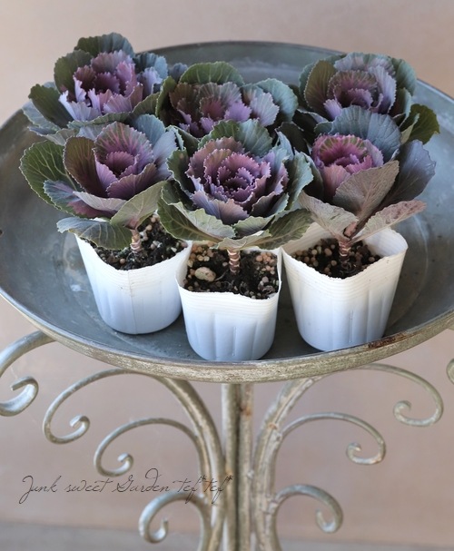 ���ղ�ð����˨�֥��祳�� -�⥫���祳��-�� 1��Ω��