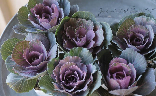 ���ղ�ð����˨�֥��祳�� -�⥫���祳��-�� 1��Ω��