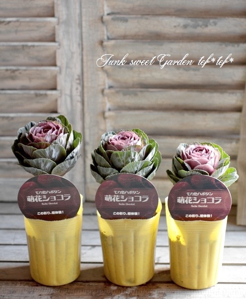 ���ղ�ð����˨�֥��祳�� -�⥫���祳��-�� 1��Ω��