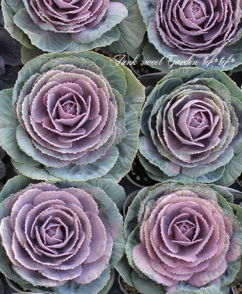 ���ղ�ð����˨�֥��祳�� -�⥫���祳��-�� 1��Ω��