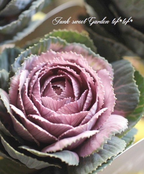 ���ղ�ð����˨�֥��祳�� -�⥫���祳��-�� 1��Ω��