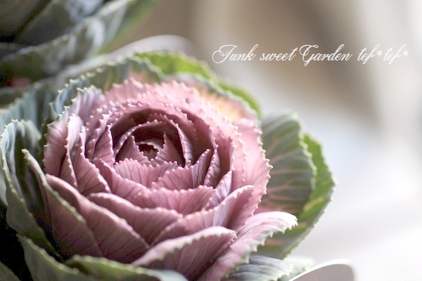 ���ղ�ð����˨�֥��祳�� -�⥫���祳��-�� 1��Ω��