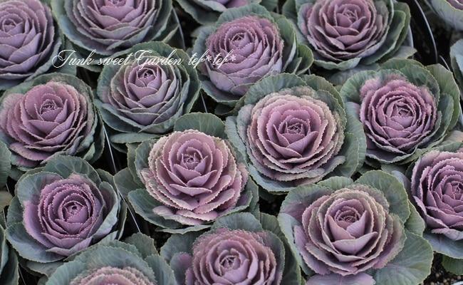 ���ղ�ð����˨�֥��祳�� -�⥫���祳��-�� 1��Ω��