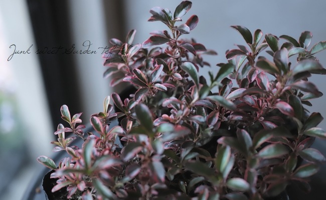 ���ץ����ޡ��إ쥤��ܡ����ץ饤����