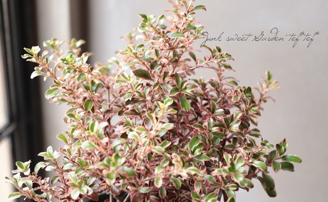 ���ץ����ޡ��إ쥤��ܡ����ץ饤����