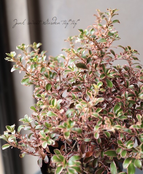 ���ץ����ޡ��إ쥤��ܡ����ץ饤����