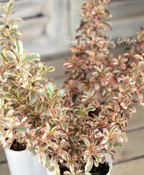 ���ץ����ޡ��إ쥤��ܡ����ץ饤����