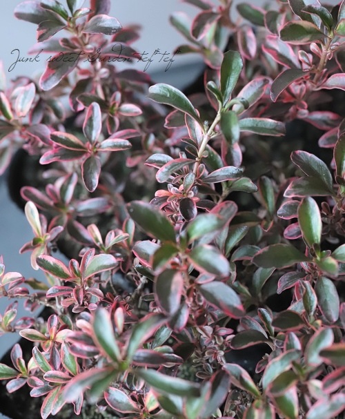 ���ץ����ޡ��إ쥤��ܡ����ץ饤����